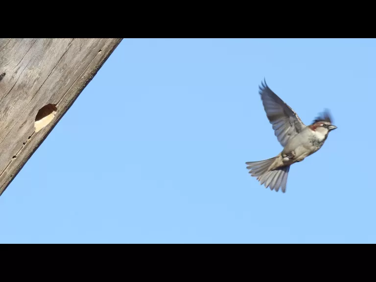 A house sparrow at Breakneck Hill Conservation Land in Southborough, photographed by Steve Forman.