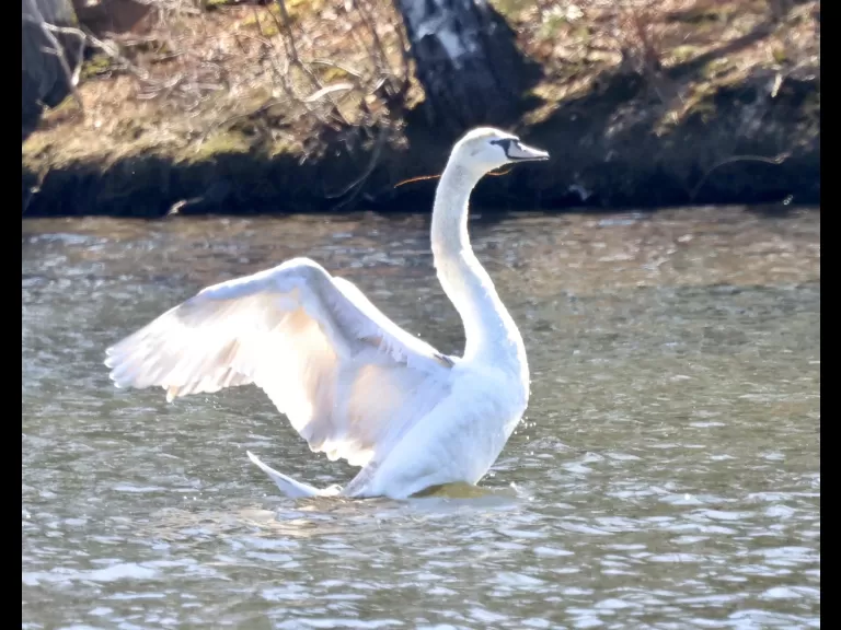 A Canada goose at Hager Pond in Marlborough, photographed by Steve Forman.