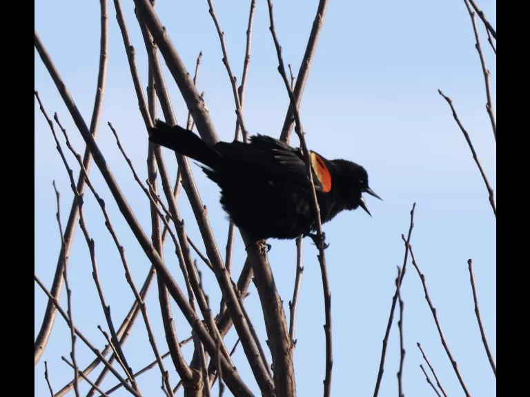 A house sparrow at Breakneck Hill Conservation Land in Southborough, photographed by Steve Forman.
