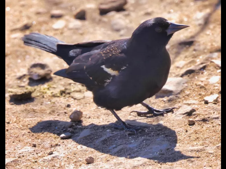 A Canada goose at Hager Pond in Marlborough, photographed by Steve Forman.
