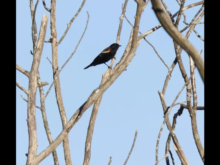 A house sparrow at Breakneck Hill Conservation Land in Southborough, photographed by Steve Forman.
