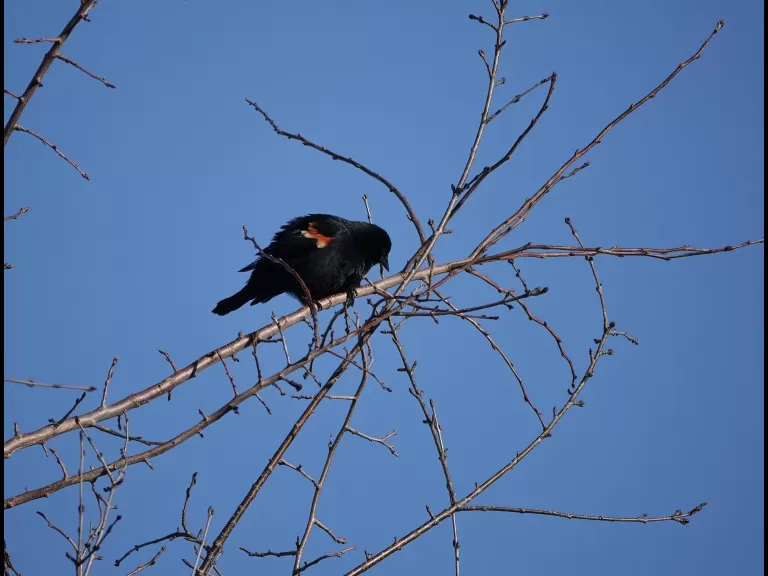 A hooded merganser along the Boroughs Loop Trail, photographed by Victoria Holland.