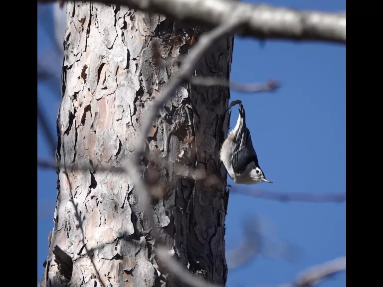 A hooded merganser along the Boroughs Loop Trail, photographed by Victoria Holland.