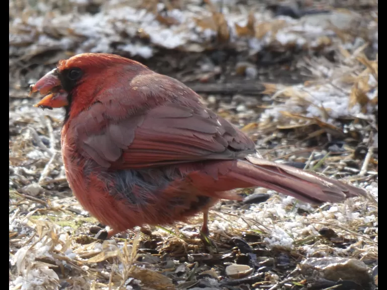 An eastern bluebird in Sudbury, photographed by Sharon Tentarelli.