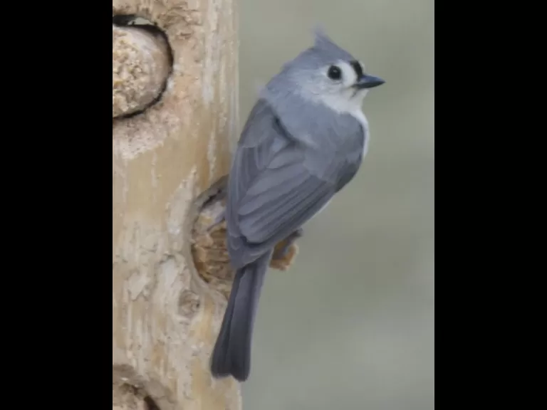 An eastern bluebird in Sudbury, photographed by Sharon Tentarelli.