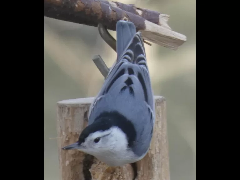 An eastern bluebird in Sudbury, photographed by Sharon Tentarelli.