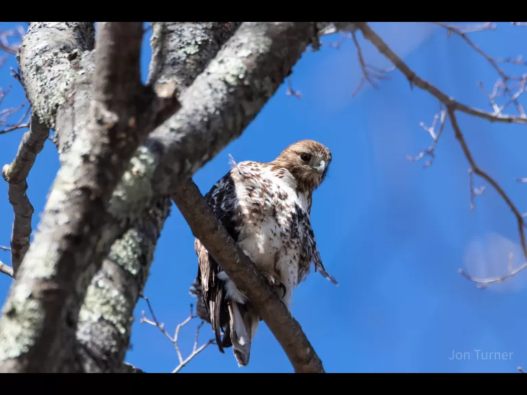 A red-tailed hawk at SVT's Lyons-Cutler Reservation in Sudbury, photographed by Jon Turner.