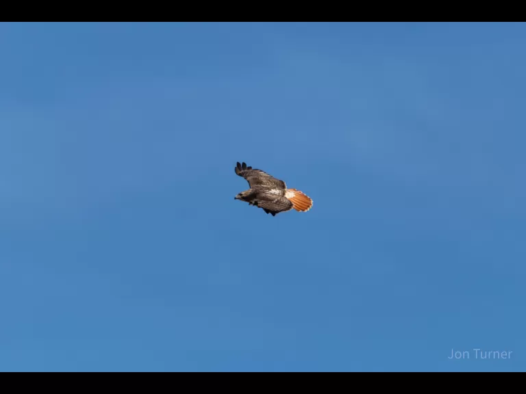 A red-tailed hawk at SVT's Lyons-Cutler Reservation in Sudbury, photographed by Jon Turner.