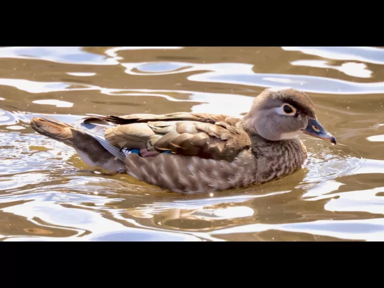 A wood duck at Hager Pond in Marlborough, photographed by Steve Forman.