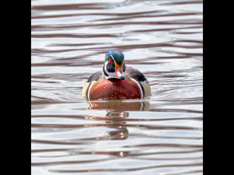 A wood duck at Hager Pond in Marlborough, photographed by Steve Forman.