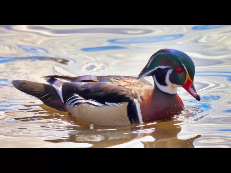A wood duck at Hager Pond in Marlborough, photographed by Steve Forman.