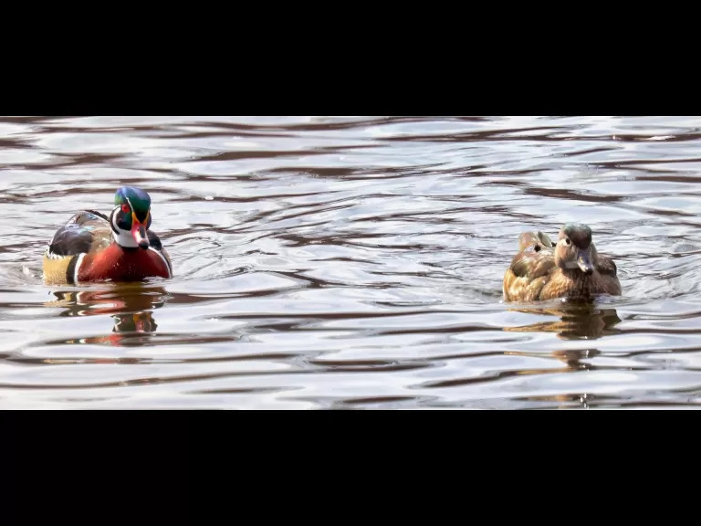 A wood duck at Hager Pond in Marlborough, photographed by Steve Forman.
