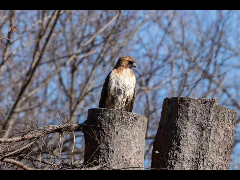 A red-tailed hawk in Acton, photographed by Jon Turner.