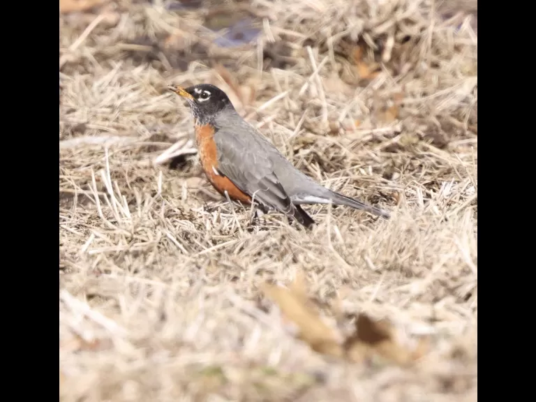 An American robin at Breakneck Hill Conservation Land in Southborough, photographed by Steve Forman.