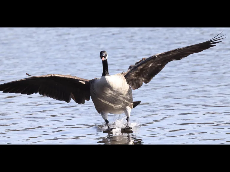A Canada goose at Hager Pond in Marlborough, photographed by Steve Forman.
