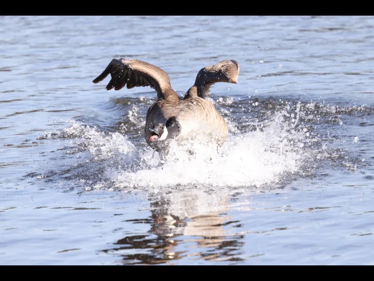 A Canada goose at Hager Pond in Marlborough, photographed by Steve Forman.