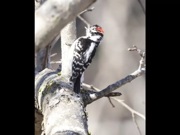 An American robin at Breakneck Hill Conservation Land in Southborough, photographed by Steve Forman.