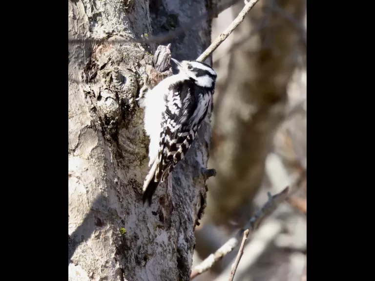 An American robin at Breakneck Hill Conservation Land in Southborough, photographed by Steve Forman.
