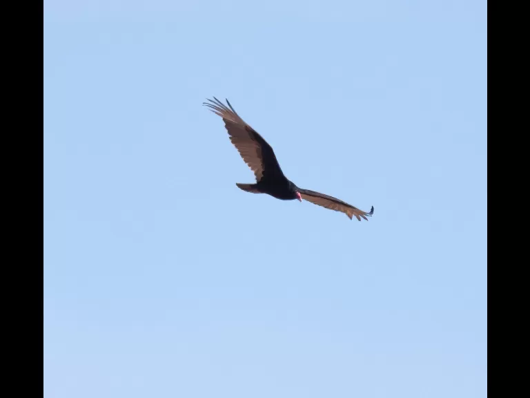 An American robin at Breakneck Hill Conservation Land in Southborough, photographed by Steve Forman.