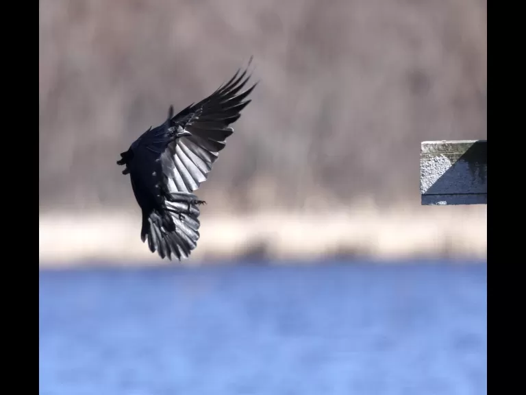 An American crow at Great Meadows National Wildlife Refuge in Concord, photographed by Steve Forman.