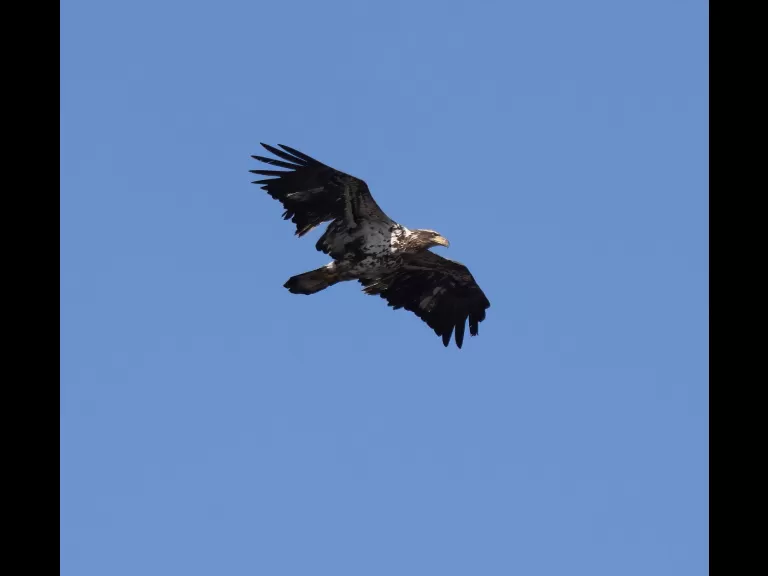 An American crow at Great Meadows National Wildlife Refuge in Concord, photographed by Steve Forman.