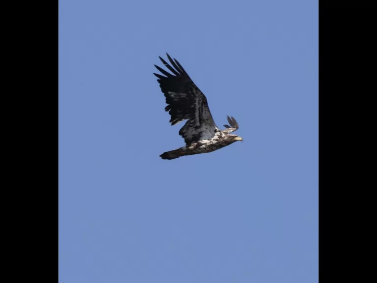An American crow at Great Meadows National Wildlife Refuge in Concord, photographed by Steve Forman.