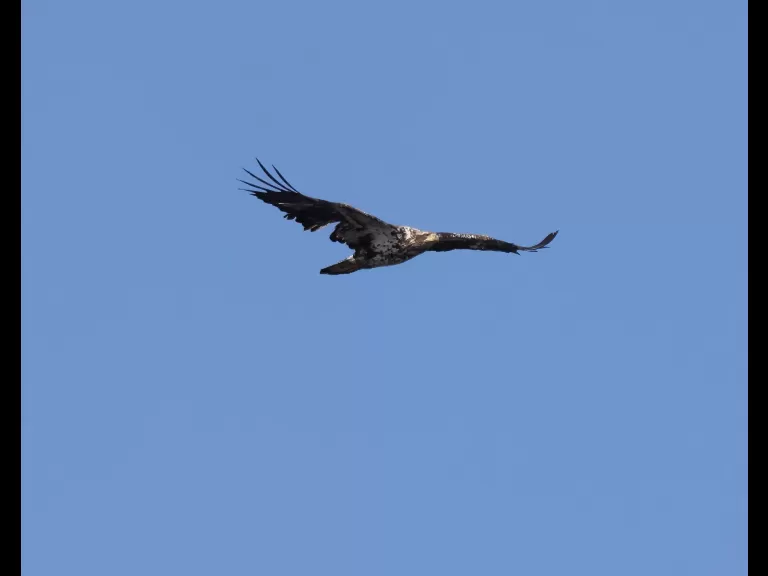 An American crow at Great Meadows National Wildlife Refuge in Concord, photographed by Steve Forman.