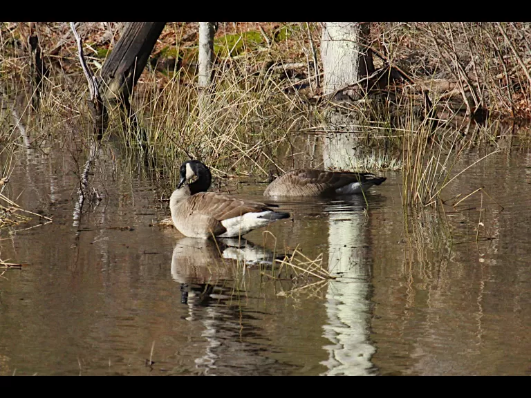 Canada geese at Assabet River National Wildlife Refuge in Maynard, photographed by Craig Smith.