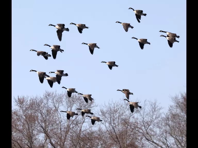 An American crow at Great Meadows National Wildlife Refuge in Concord, photographed by Steve Forman.