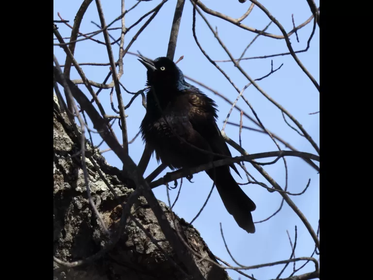 An American crow at Great Meadows National Wildlife Refuge in Concord, photographed by Steve Forman.