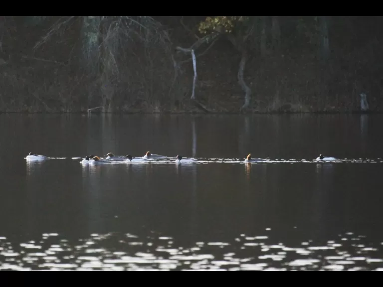 Canada geese at Assabet River National Wildlife Refuge in Maynard, photographed by Craig Smith.