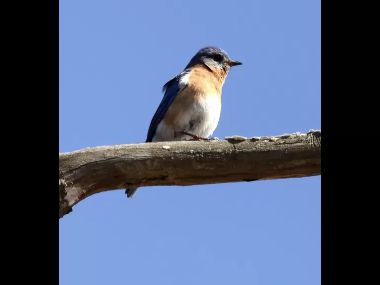 An American robin at Breakneck Hill Conservation Land in Southborough, photographed by Steve Forman.