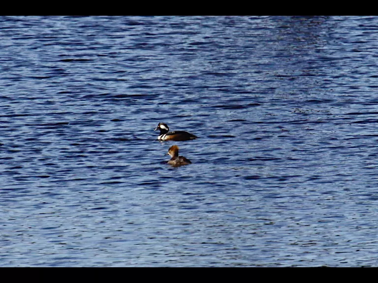 Canada geese at Assabet River National Wildlife Refuge in Maynard, photographed by Craig Smith.