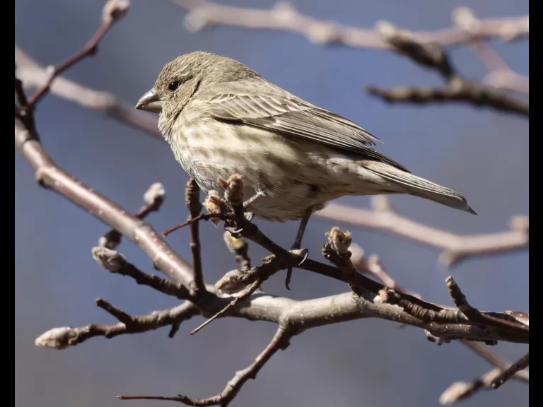 An American robin at Breakneck Hill Conservation Land in Southborough, photographed by Steve Forman.