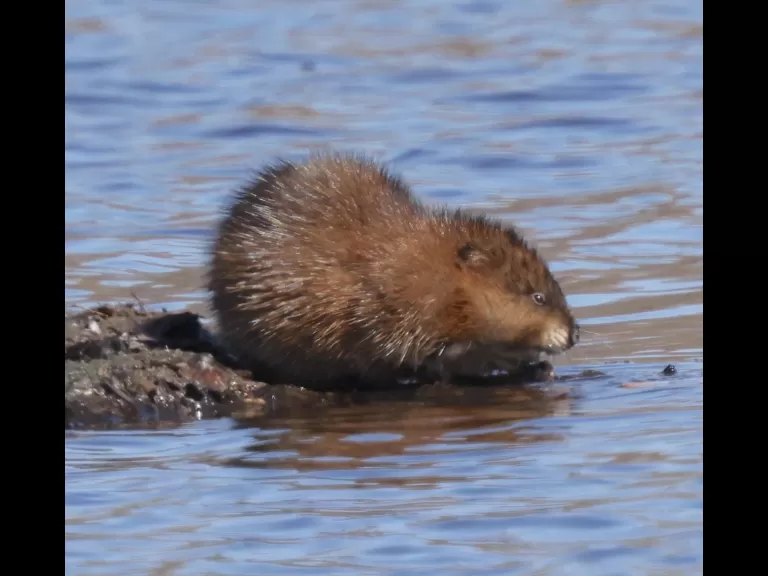 An American crow at Great Meadows National Wildlife Refuge in Concord, photographed by Steve Forman.