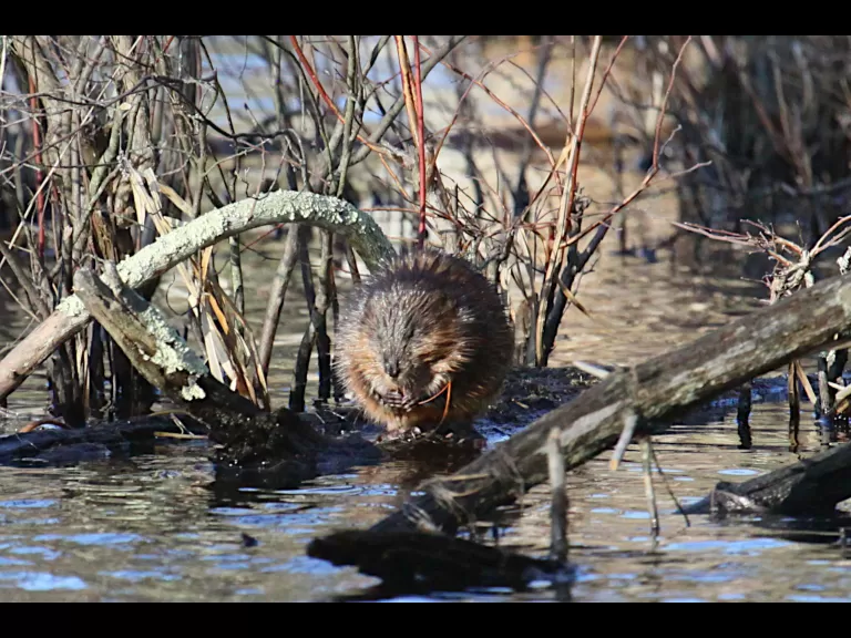 Canada geese at Assabet River National Wildlife Refuge in Maynard, photographed by Craig Smith.