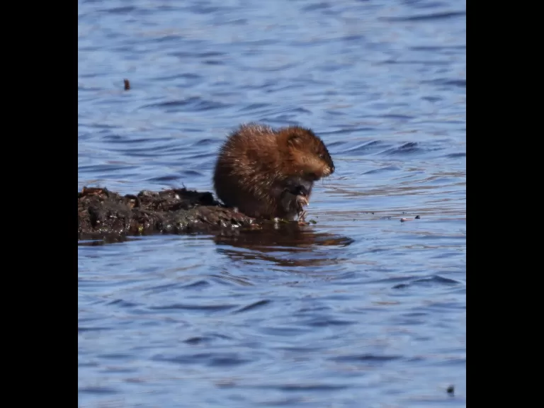 An American crow at Great Meadows National Wildlife Refuge in Concord, photographed by Steve Forman.
