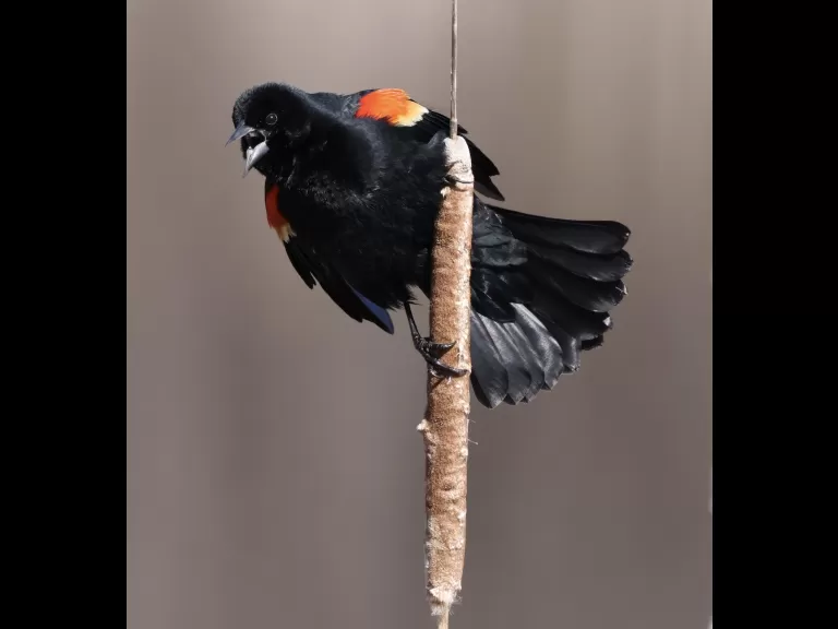 An American crow at Great Meadows National Wildlife Refuge in Concord, photographed by Steve Forman.
