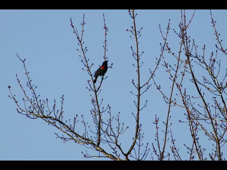 Canada geese at Assabet River National Wildlife Refuge in Maynard, photographed by Craig Smith.