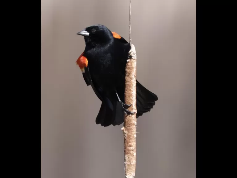 An American crow at Great Meadows National Wildlife Refuge in Concord, photographed by Steve Forman.