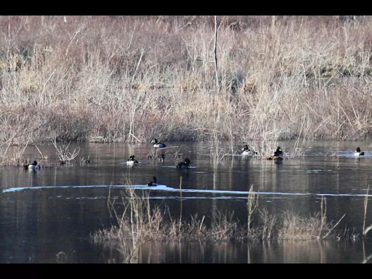 Canada geese at Assabet River National Wildlife Refuge in Maynard, photographed by Craig Smith.