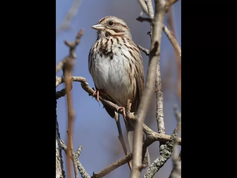 An American robin at Breakneck Hill Conservation Land in Southborough, photographed by Steve Forman.