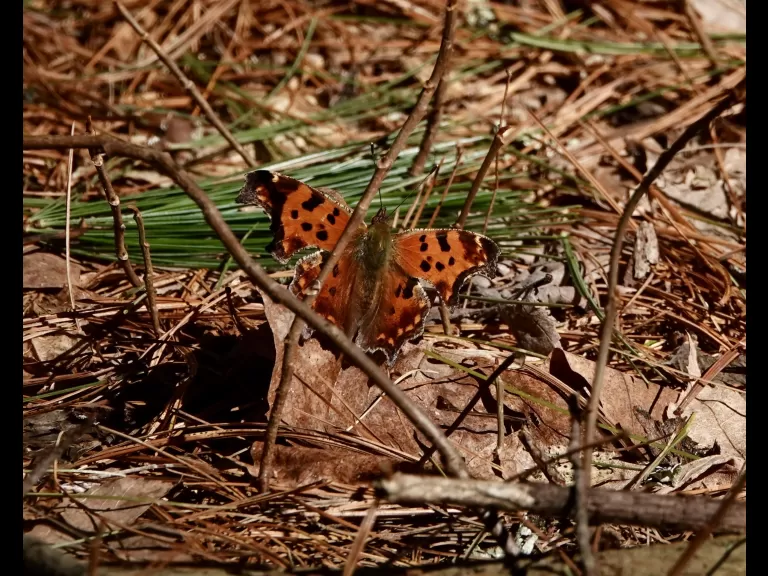 An eastern comma at SVT's Gray Reservation in Sudbury, photographed by Victoria Holland.