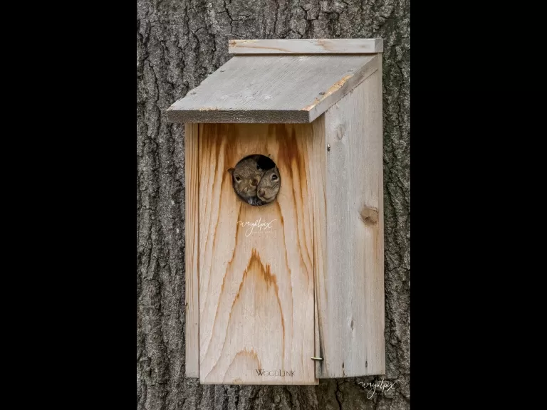 Gray squirrels in a nest box in Westborough, photographed by Nancy Wright.