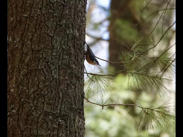 An eastern comma at SVT's Gray Reservation in Sudbury, photographed by Victoria Holland.