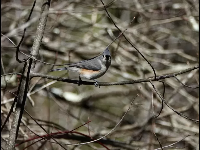 An eastern comma at SVT's Gray Reservation in Sudbury, photographed by Victoria Holland.