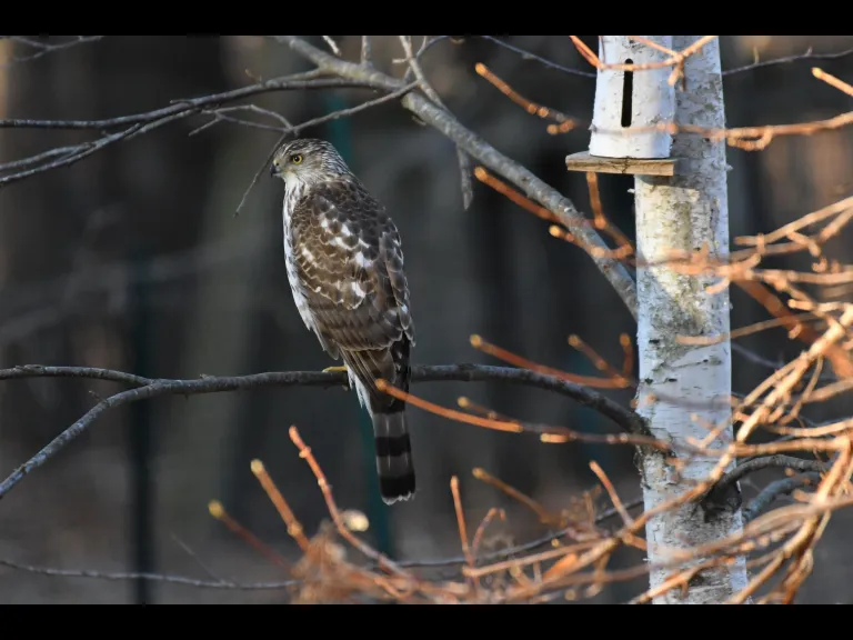 A Cooper's hawk in Maynard, photographed by Gail Sartori.