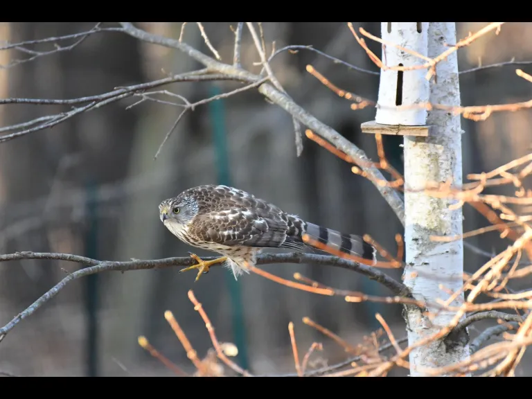 A Cooper's hawk in Maynard, photographed by Gail Sartori.
