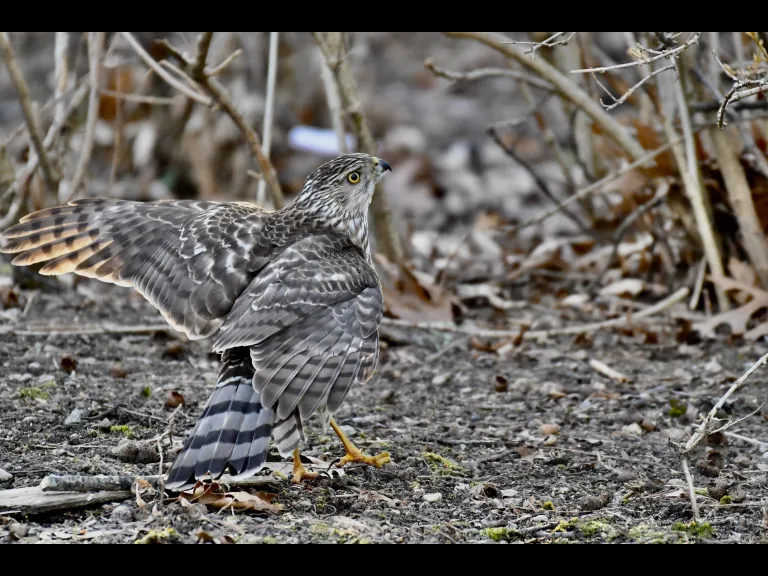 A Cooper's hawk in Maynard, photographed by Gail Sartori.