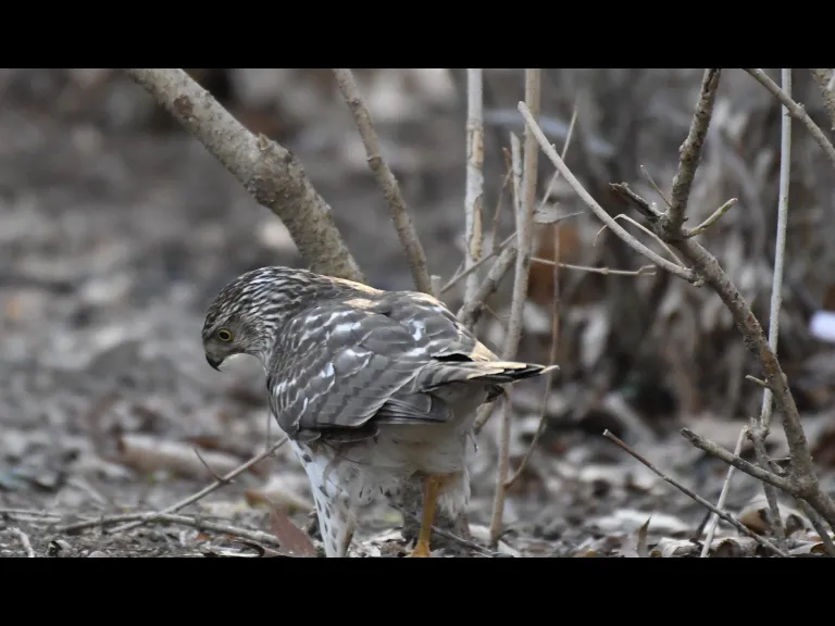 A Cooper's hawk in Maynard, photographed by Gail Sartori.